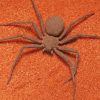Brown Spider Insect diamond painting