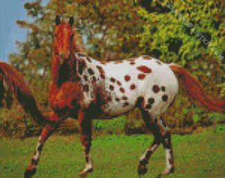 Brown Appaloosa Horse diamond painting