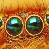 Close Up Spider Eye diamond painting