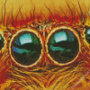 Close Up Spider Eye diamond painting