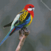 Colorful Eastern Rosella Bird diamond painting