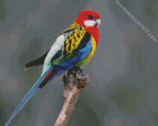 Colorful Eastern Rosella Bird diamond painting