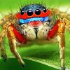 Colorful Spider Insect diamond painting