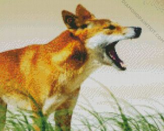 Dingo Australian Dog diamond painting