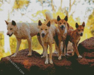 Dingo Dogs diamond painting