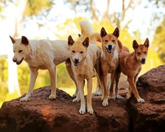 Dingo Dogs diamond painting