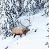 Elk In Snowy Mountains diamond painting