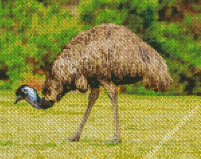 Emus Animal diamond painting