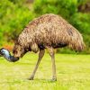Emus Animal diamond painting