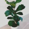 Ficus Lyrata Plant Pot diamond painting