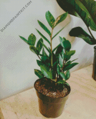 Green Zamioculcas Plant Pot diamond painting