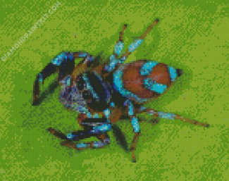 Insect Spider diamond painting