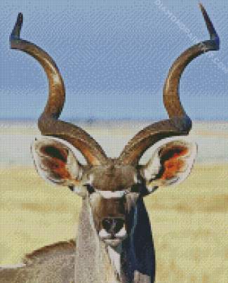 Kudu Animal close up diamond painting