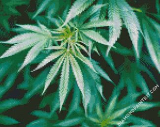Close Up Marijuana Plant diamond painting