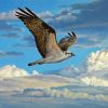 Osprey Bird Flying diamond painting