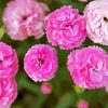 Pink Carnations Flowers diamond painting