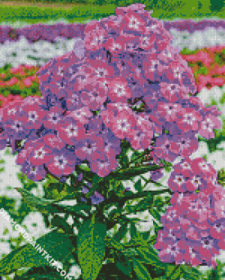 Purple Phlox Flowering Plant diamond painting