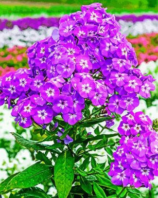 Purple Phlox Flowering Plant diamond painting