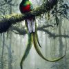 Quetzal Art diamond painting