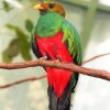 Quetzal Bird Animal diamond painting