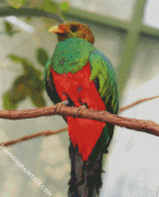 Quetzal Bird Animal diamond painting