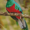 Quetzal Bird diamond painting