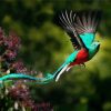 Quetzal Flying Bird diamond painting