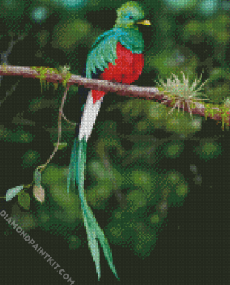 Quetzal On A Branch diamond painting