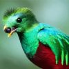 Quetzalv Bird Eating diamond painting
