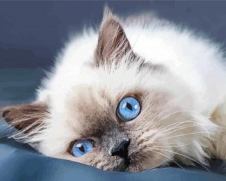 Ragdoll Cat Blue Eyes diamond painting