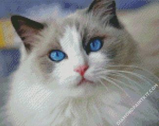 Ragdoll Cat diamond painting