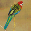 Rainbow Eastern Rosella Bird diamond painting