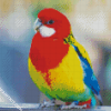 Rainbow Parakeet Bird diamond painting