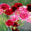 Red And Pink Carnations diamond painting