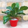 Red Plant Pot Fiddle Leaf Fig diamond painting