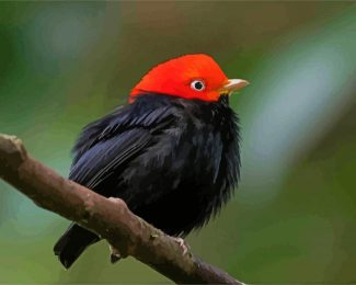 Red Capped Manakin Bird On Stick diamond painting