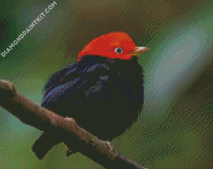 Manakin red capped Red