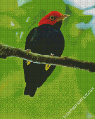 Red Capped Manakin Bird diamond painting