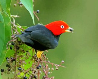 Red Capped Manakin diamond painting