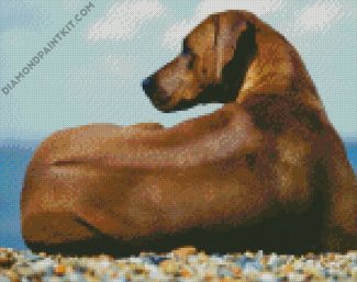 Rhodesian Ridgeback Dog Sitting diamond painting