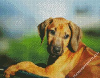 Rhodesian Ridgeback Puppy Animal diamond painting