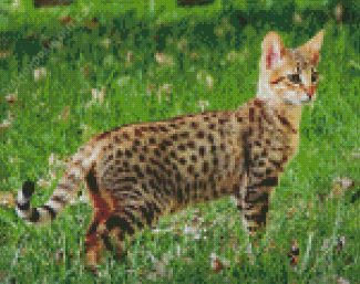 Savannah Cat Animal diamond painting