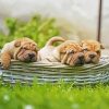 Shar Pei Puppies In Basket diamond painting