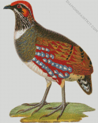 The Partridge Bird diamond painting