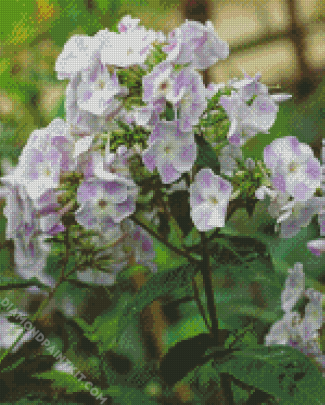 White Purple Phlox Flowering Plant diamond painting