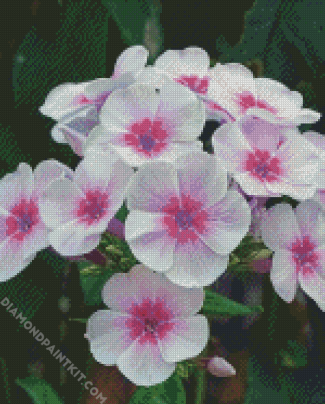 White Pink Phlox Flowers diamond painting
