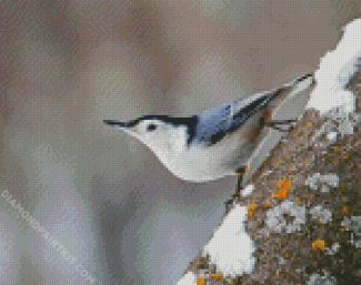 White Breasted Nuthatch Bird diamond painting