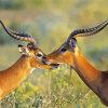 Wild Impalas Antelope diamond painting