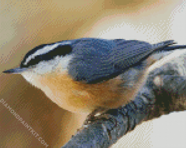 Adorable Nuthatch diamond painting