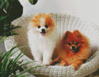 Aesthetic Pomeranian Dogs Pets diamond painting
